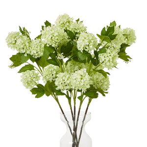 Green Snowball Viburnum Spray_4971