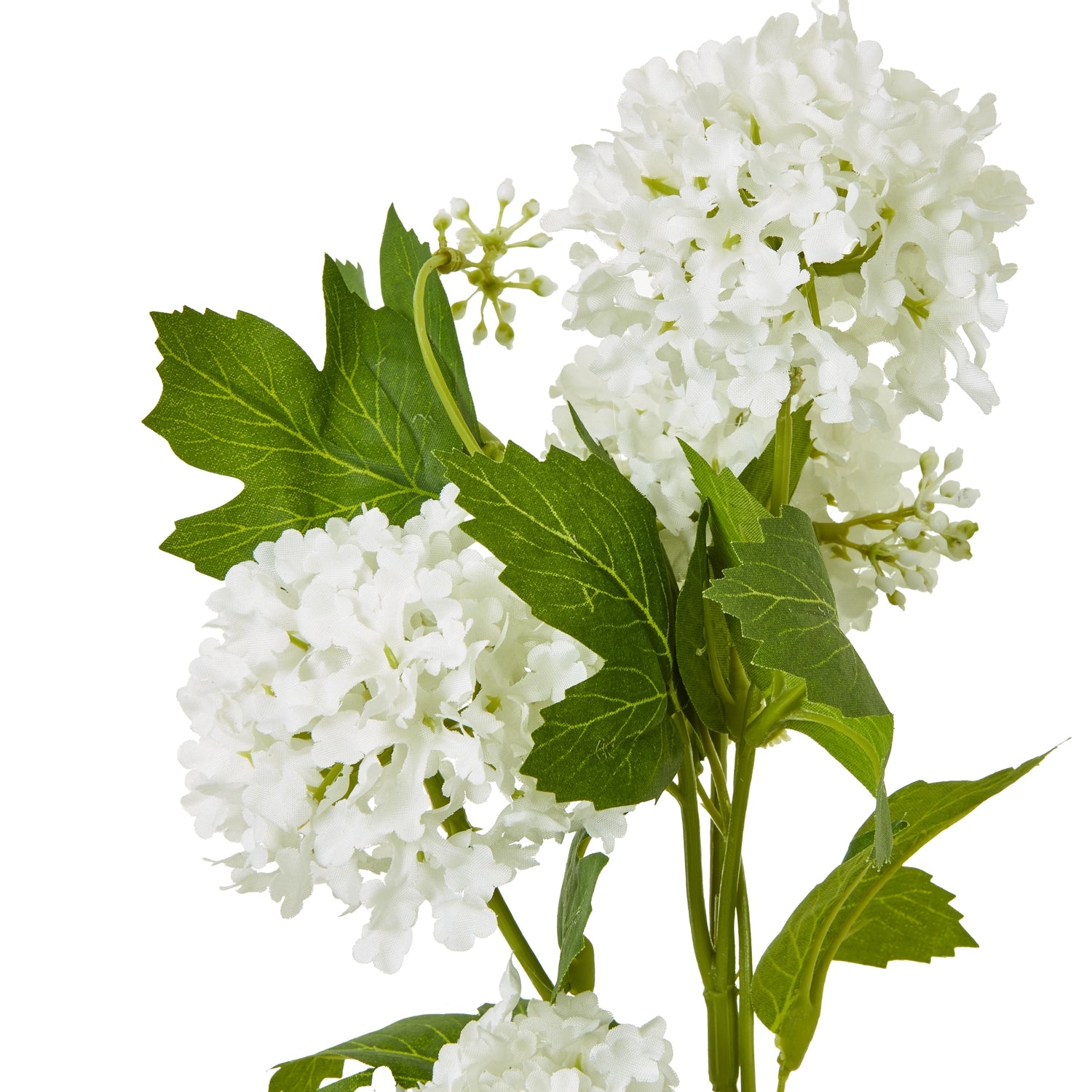 Green Snowball Viburnum Spray_4699