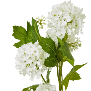 Green Snowball Viburnum Spray_4699