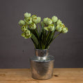 Green Tulip_4974