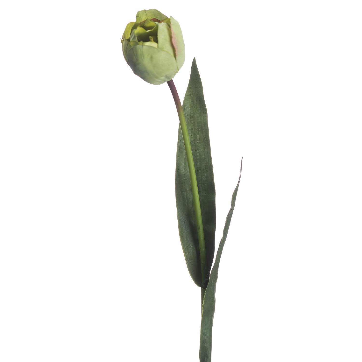 Green Tulip_4976