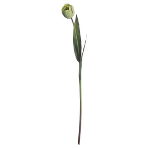 Green Tulip_4977