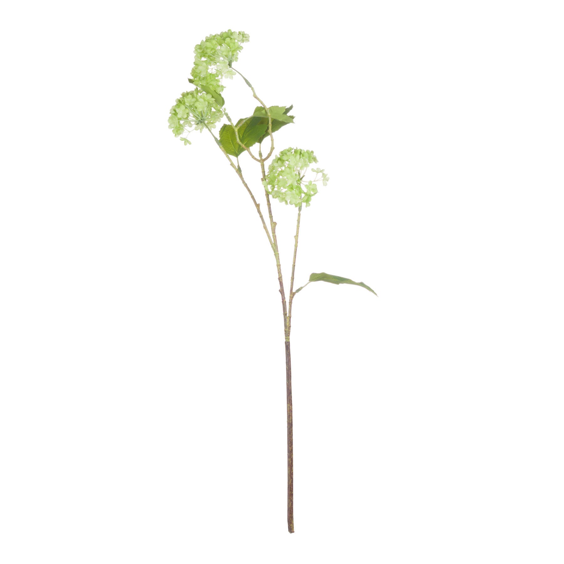 Green Viburnum Spray_4981