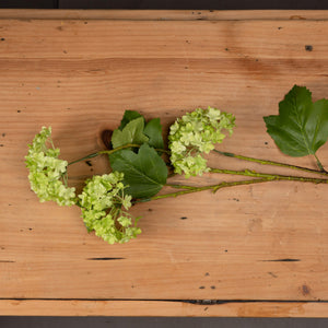 Green Viburnum Spray_4979