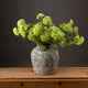 Green Viburnum Spray_4978
