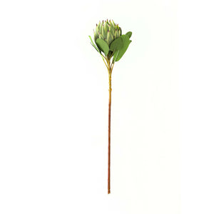 Large White Protea_5066
