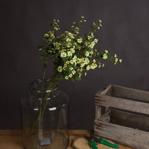 Wild Meadow Rose_4983