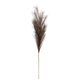 Grey Faux Pampas Grass Stem_4988
