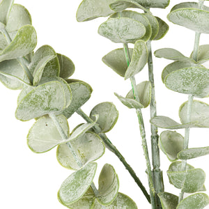 Gunnii Eucalyptus Spray_5002