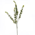 Gunnii Eucalyptus Spray_5001