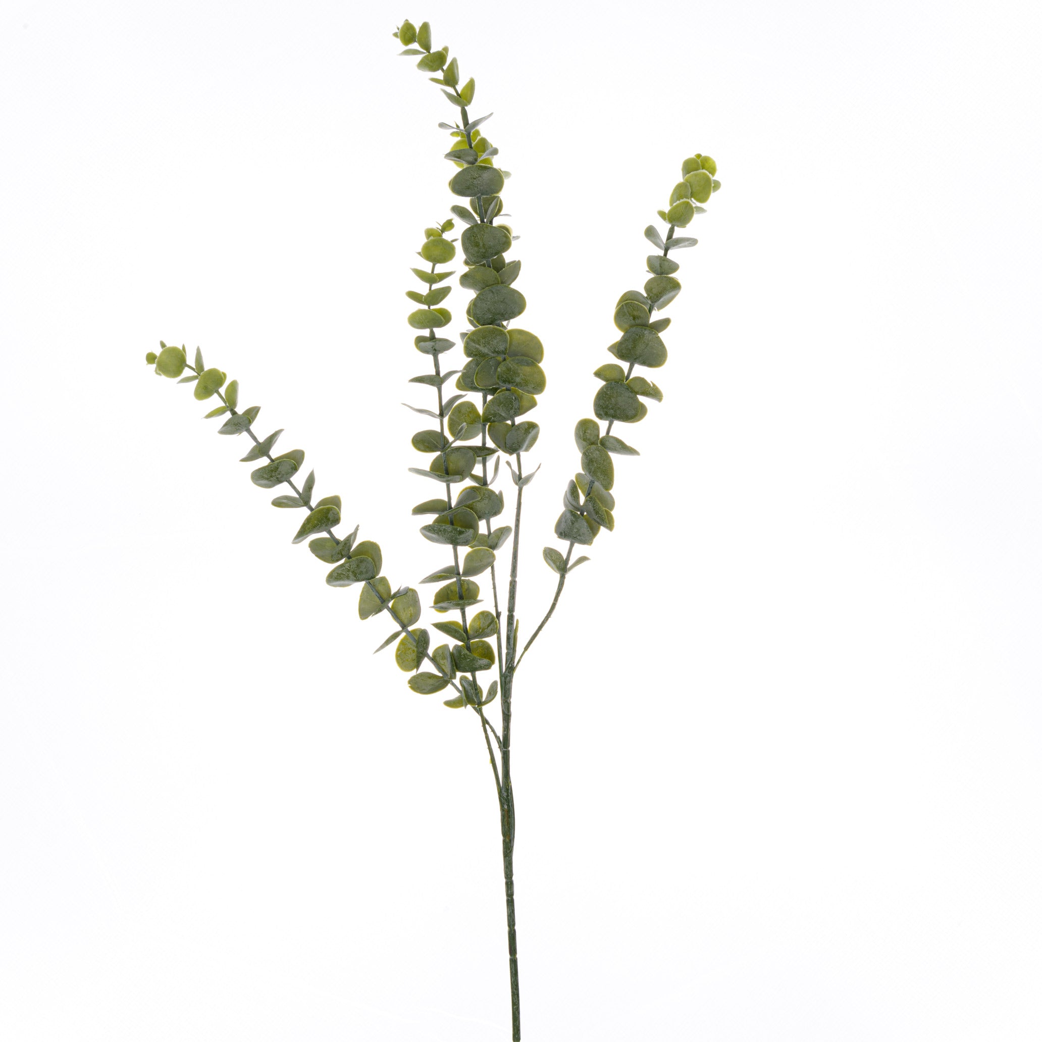 Gunnii Eucalyptus Spray_5001
