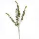 Gunnii Eucalyptus Spray_5001
