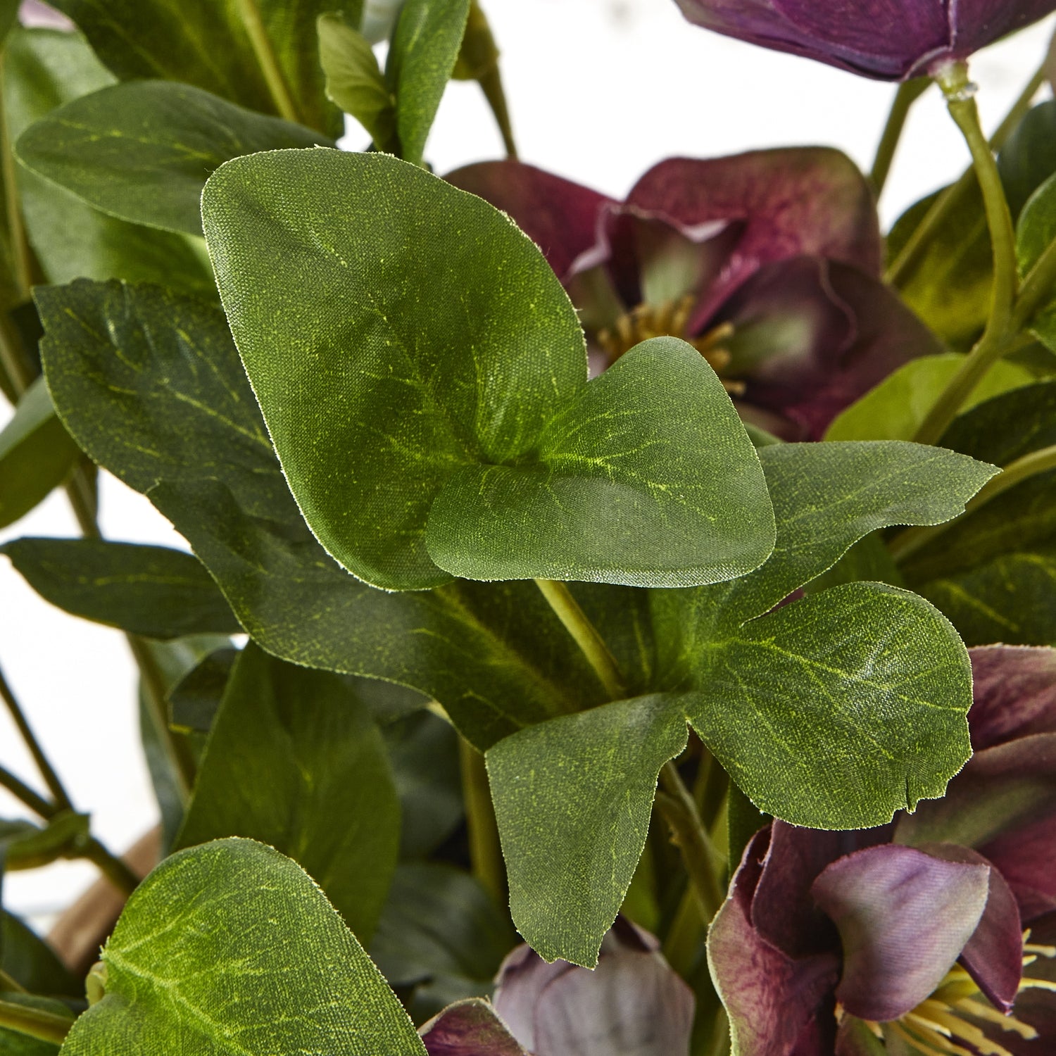 Deep Plum Hellebore Plant In Taupe Pot [cid:23763-b]