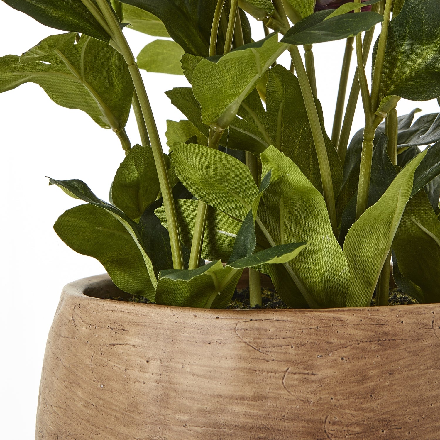 Deep Plum Hellebore Plant In Taupe Pot [cid:23763-c]