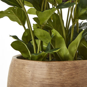 Deep Plum Hellebore Plant In Taupe Pot [cid:23763-c]
