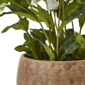 Green Hellebore Plant In Taupe Pot [cid:23762-c]