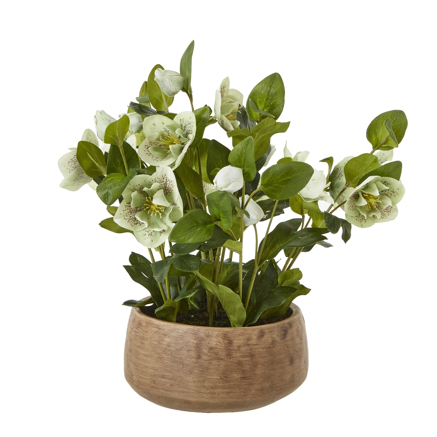 Green Hellebore Plant In Taupe Pot [cid:23762]