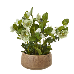 Green Hellebore Plant In Taupe Pot [cid:23762]