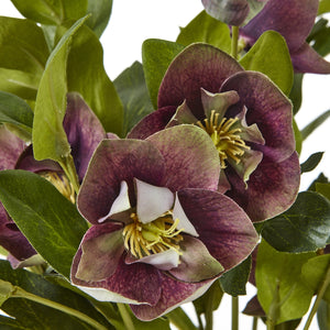 Deep Plum Hellebore Plant In Taupe Pot [cid:23763-d]