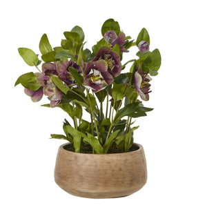 Deep Plum Hellebore Plant In Taupe Pot [cid:23763]