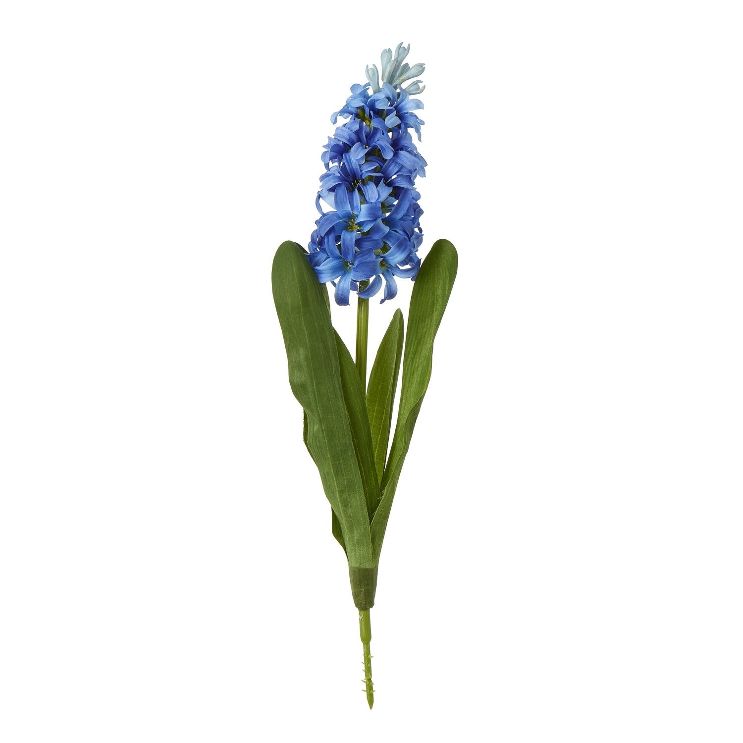 Blue Hyacinth Stem [cid:23875]