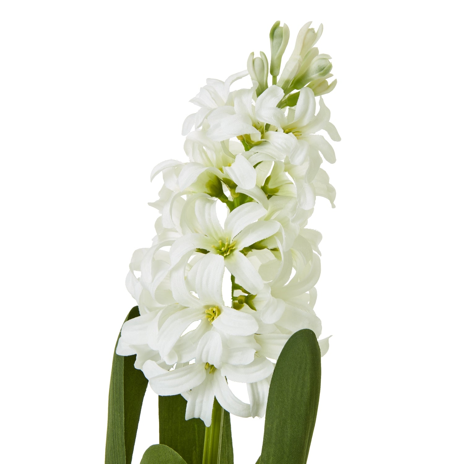 White Hyacinth Stem [cid:23876-a]