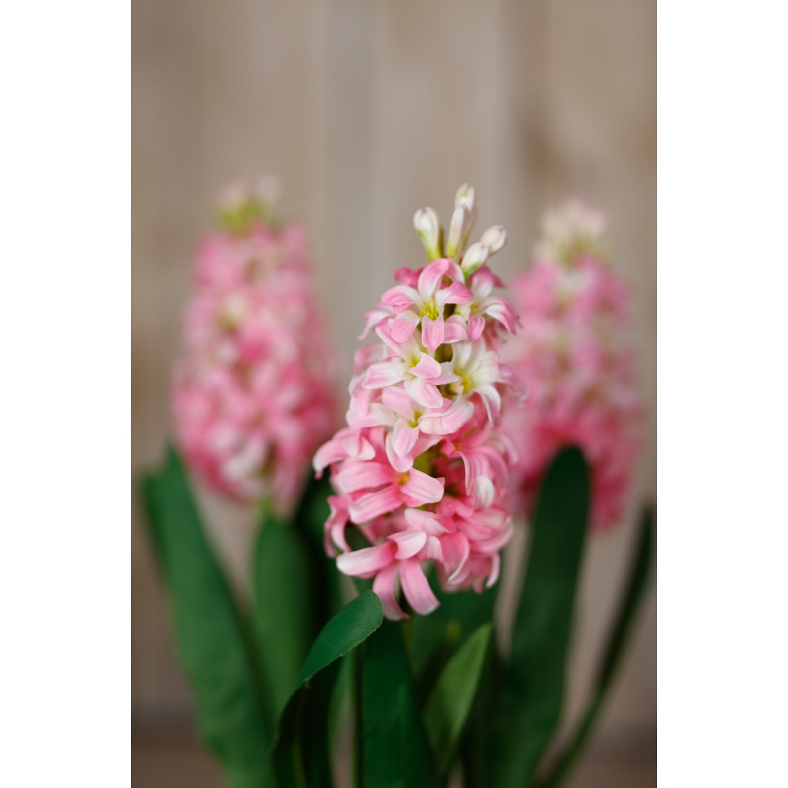 Pink Hyacinth Stem [cid:23877-d]