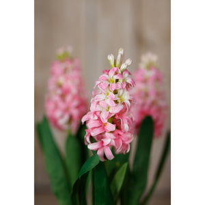 Pink Hyacinth Stem [cid:23877-d]