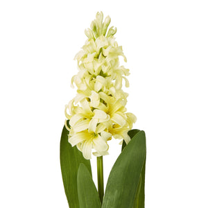 Yellow Hyacinth Stem [cid:23878-a]