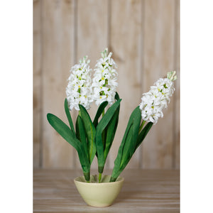 White Hyacinth Stem [cid:23876-c]