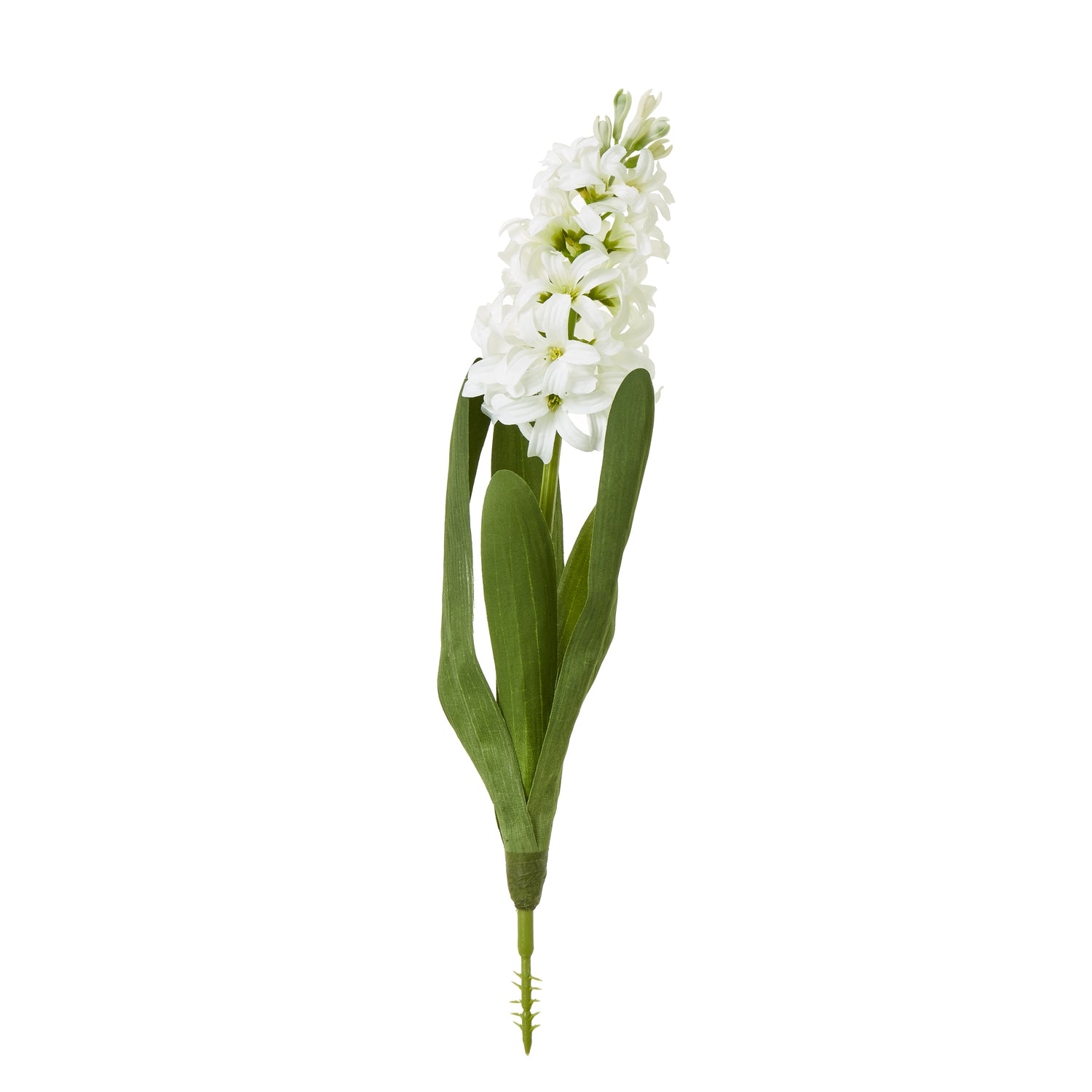 White Hyacinth Stem [cid:23876]
