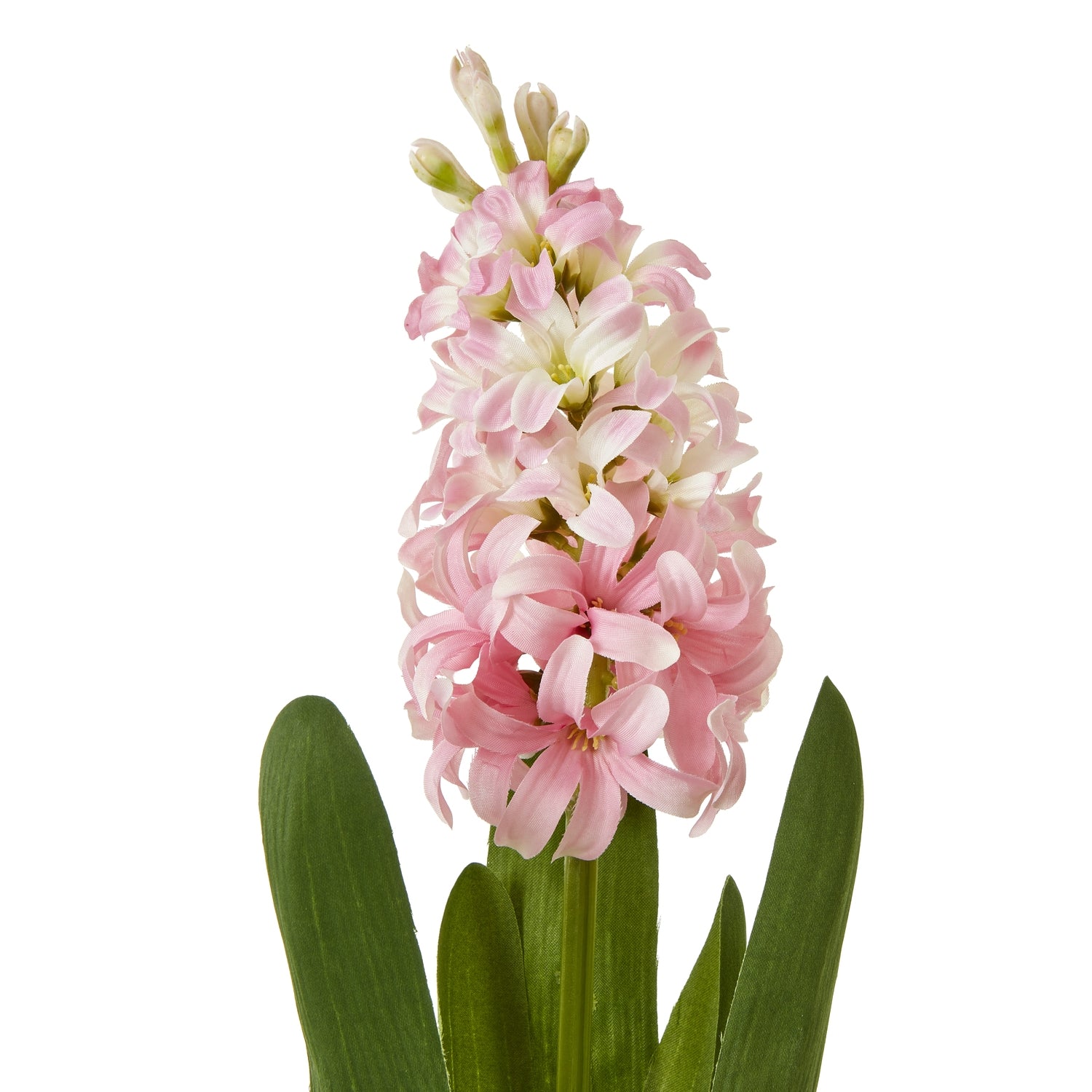 Pink Hyacinth Stem [cid:23877-a]