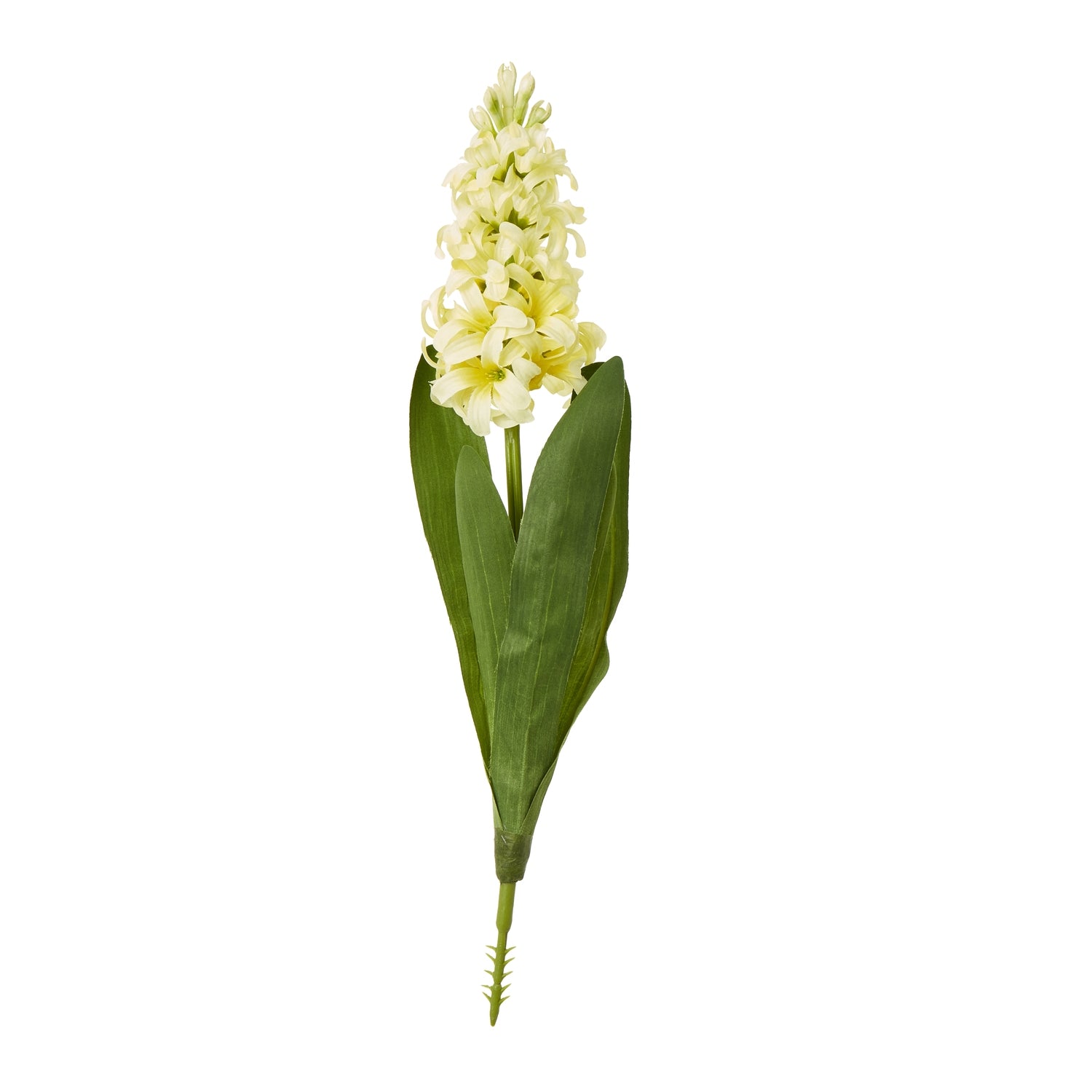 Yellow Hyacinth Stem [cid:23878]