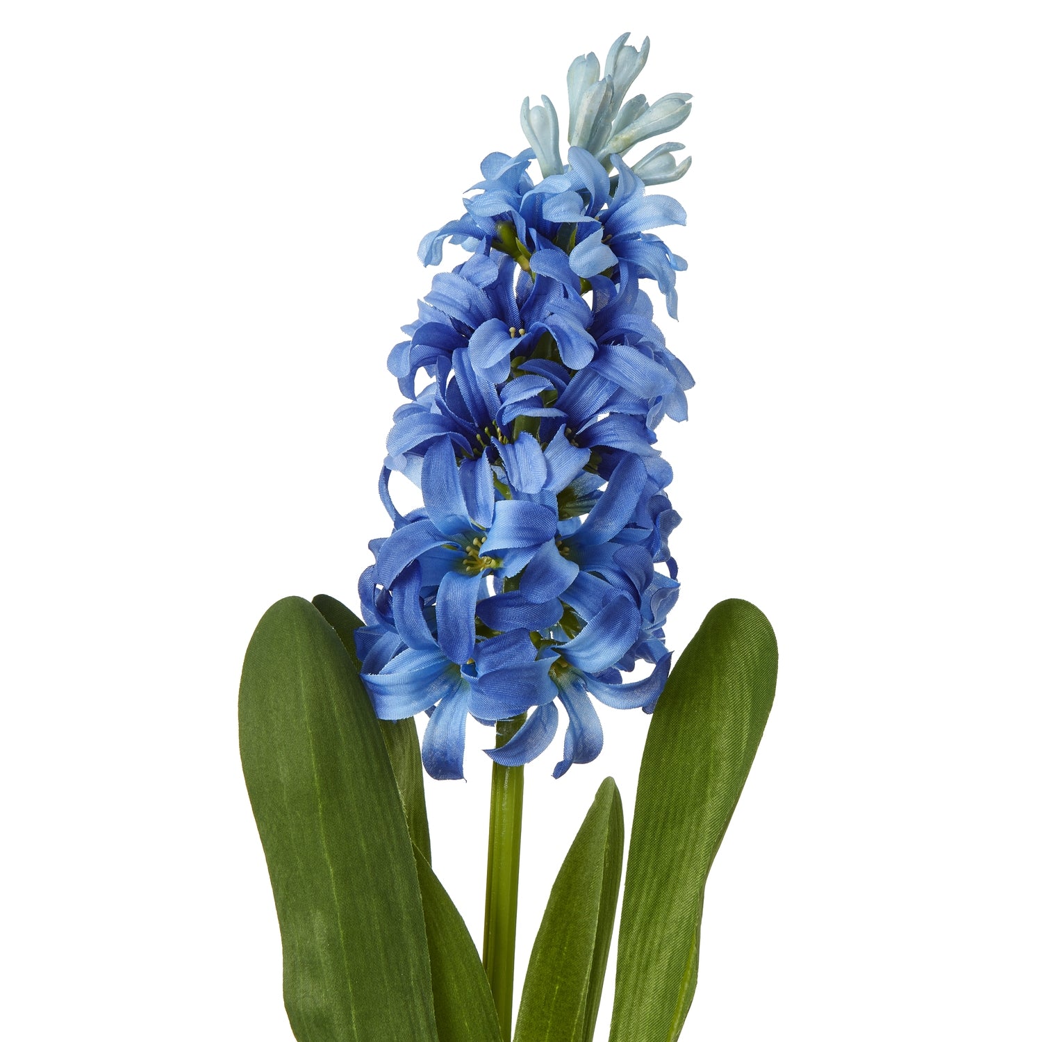 Blue Hyacinth Stem [cid:23875-a]