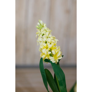 Yellow Hyacinth Stem [cid:23878-d]