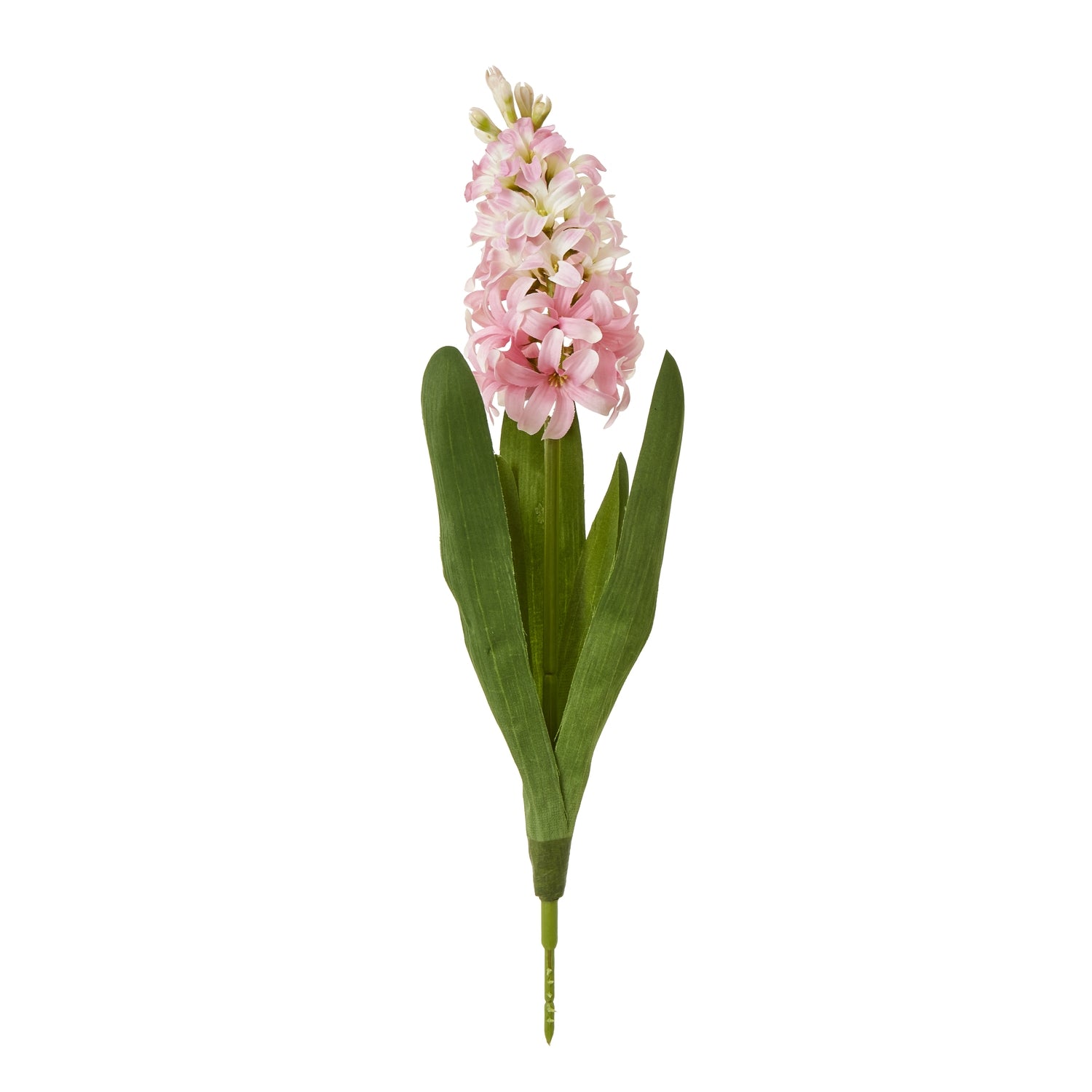 Pink Hyacinth Stem [cid:23877]