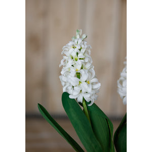 White Hyacinth Stem [cid:23876-d]