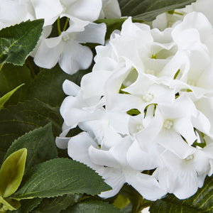 Hydrangea Plant In Pot_5260