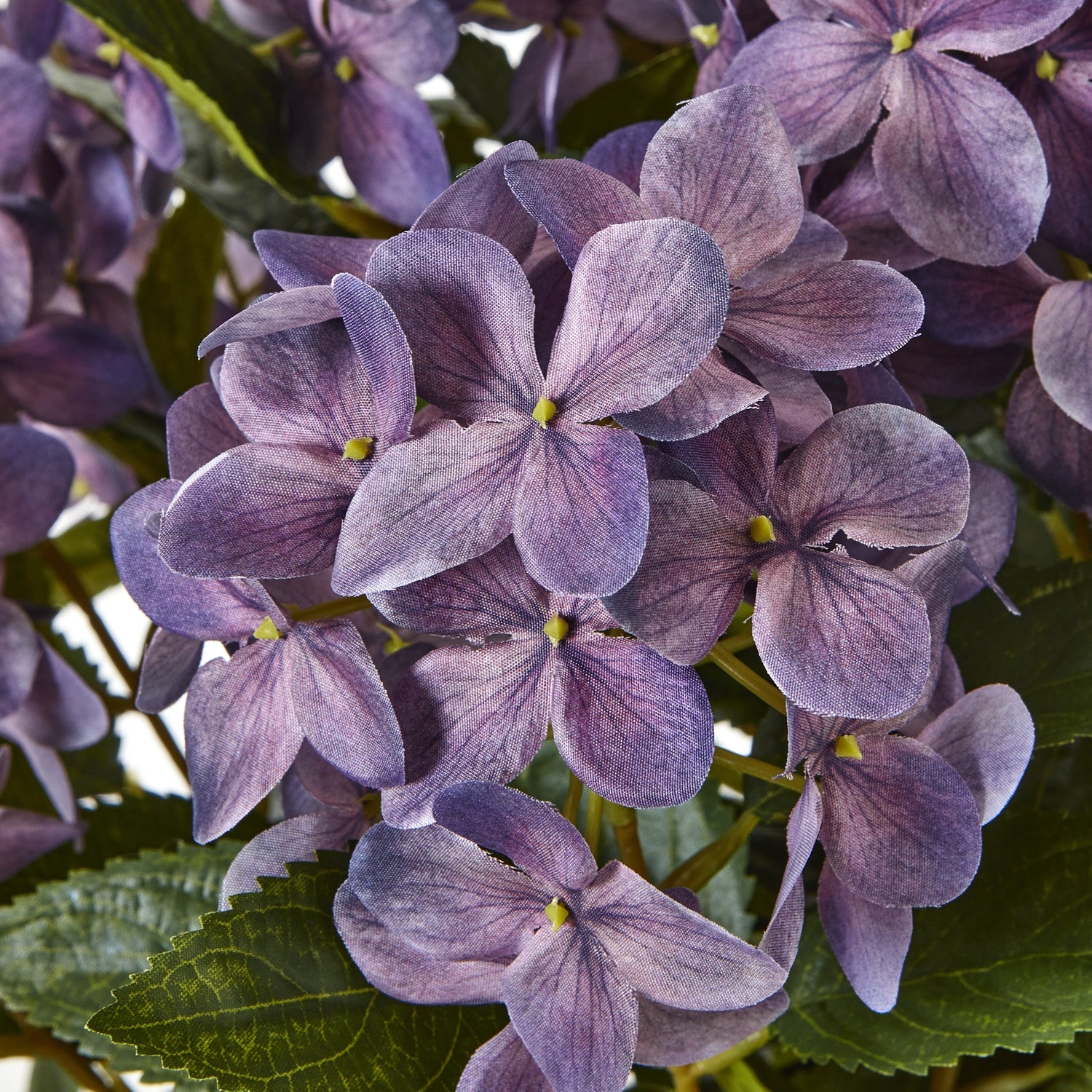 Hydrangea Plant In Pot_5256