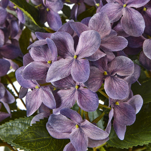 Hydrangea Plant In Pot_5256