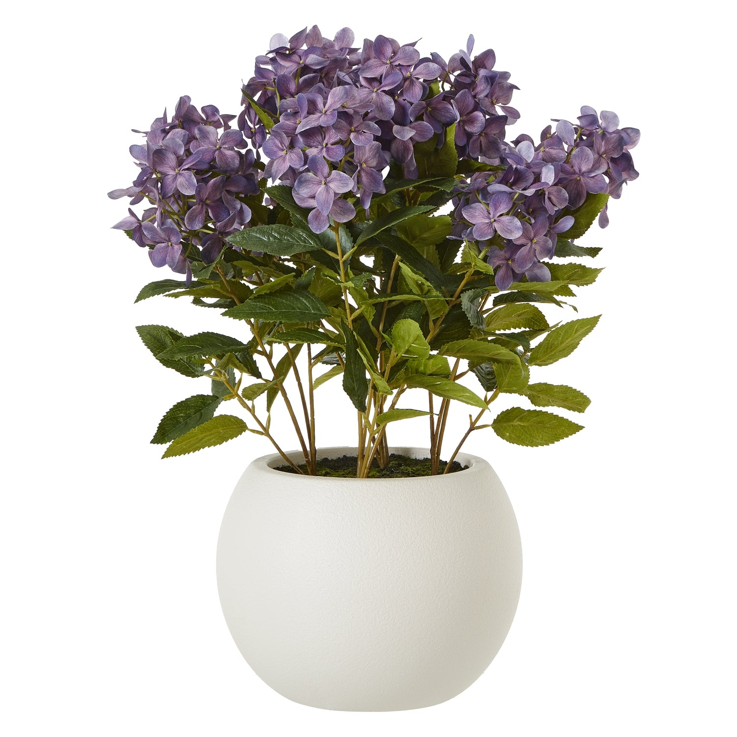 Hydrangea Plant In Pot_5255