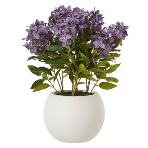 Hydrangea Plant In Pot_5255