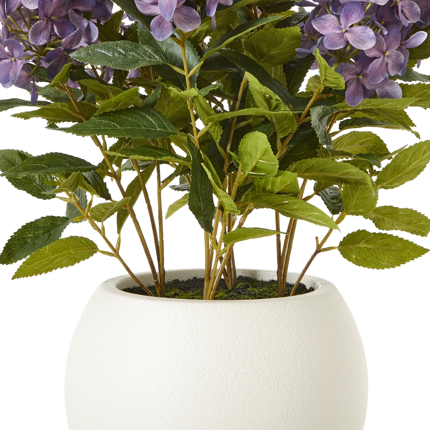 Hydrangea Plant In Pot_5258