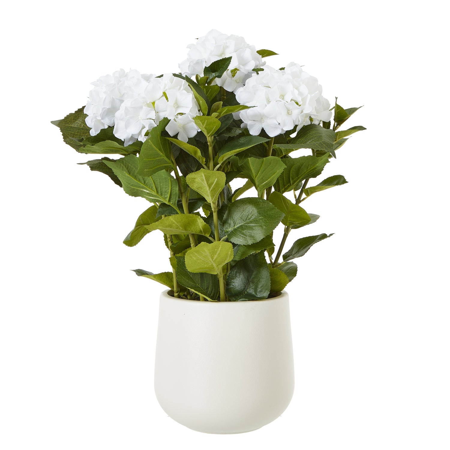 Hydrangea Plant In Pot_5259
