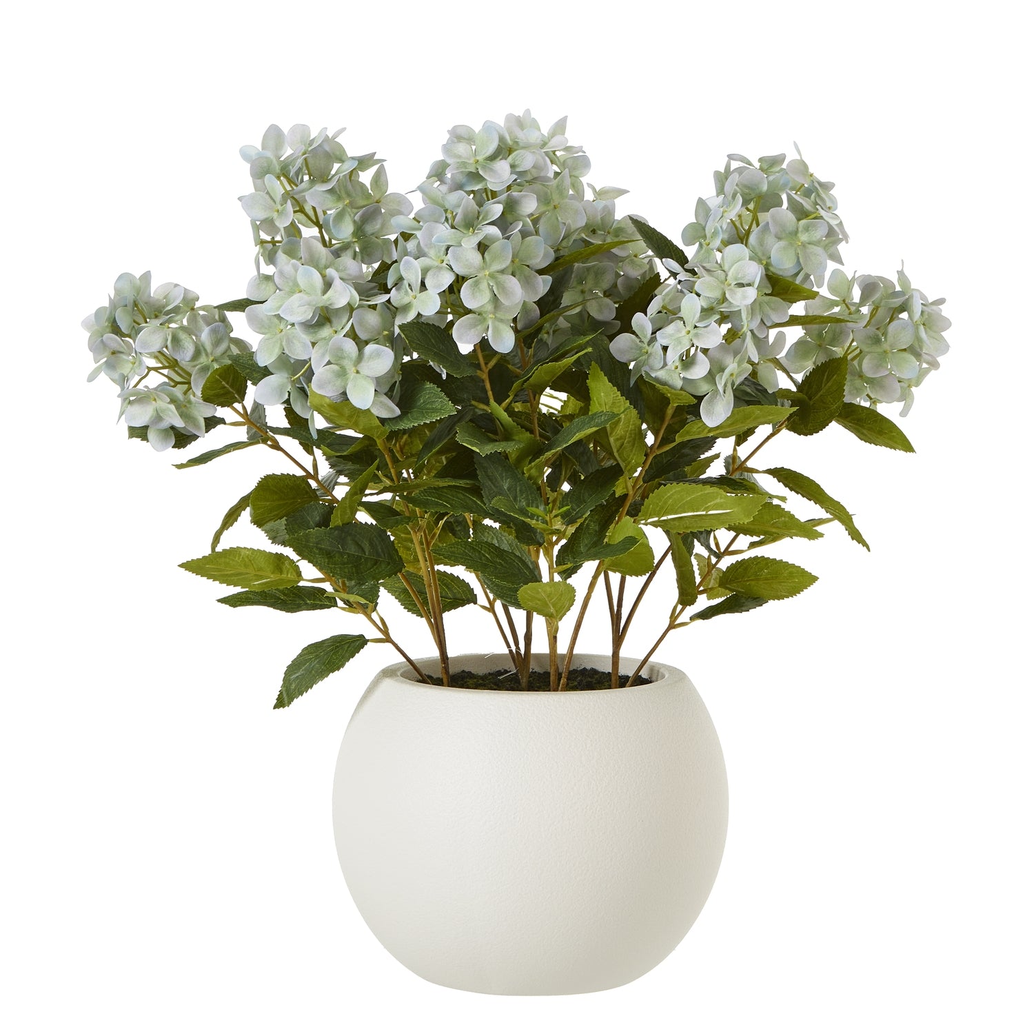 Hydrangea Plant In Pot_5251