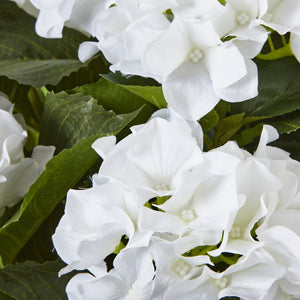 Hydrangea Plant In Pot_5134