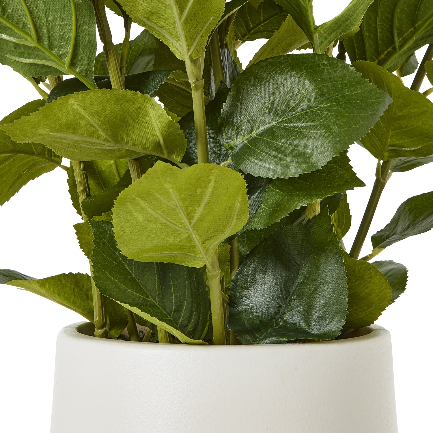 Hydrangea Plant In Pot_5262