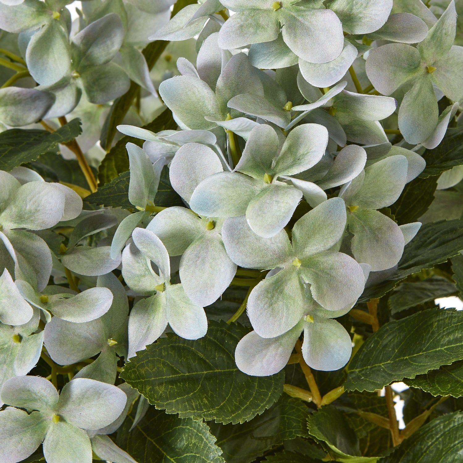 Hydrangea Plant In Pot_5252