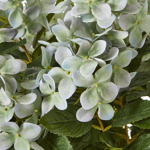 Hydrangea Plant In Pot_5252