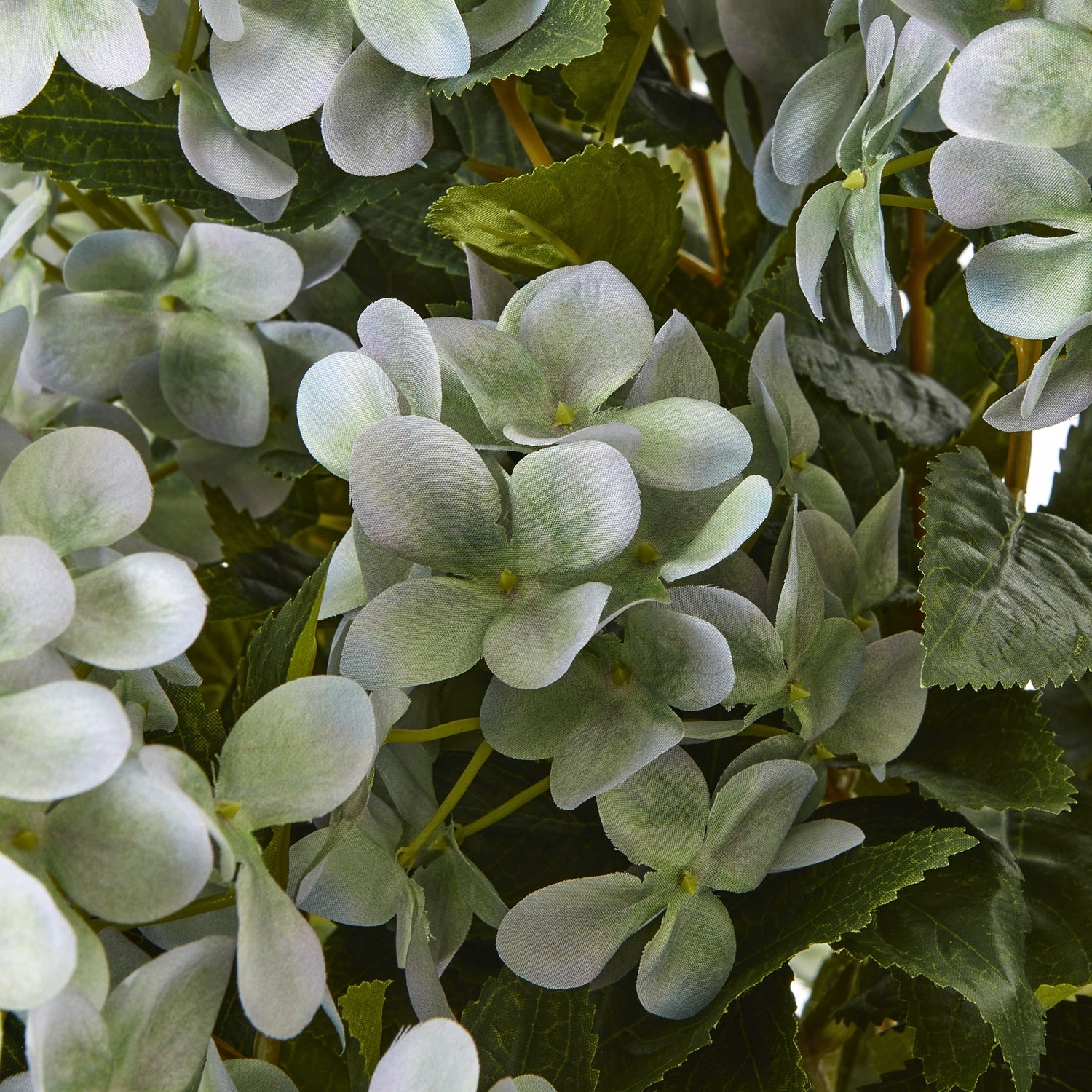 Hydrangea Plant In Pot_5059